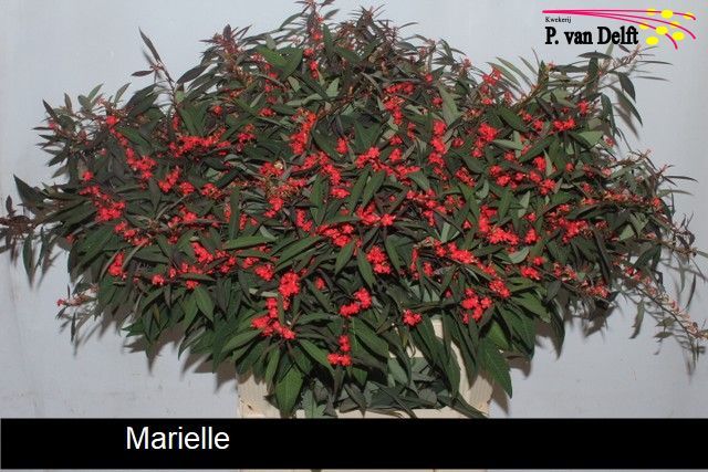 Euphorbia Spray Marielle 80cm