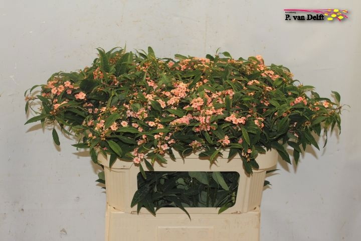 Euphorbia Spray Pink Baron 70cm