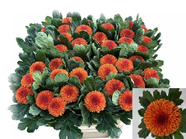 Chrys Single Kiev Bi-color 80cm 90gram