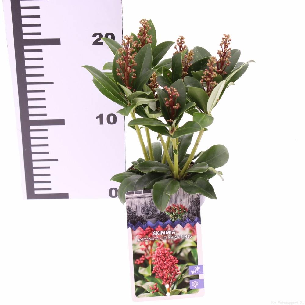 Picture of Skimmia japonica Celebrations P9.5