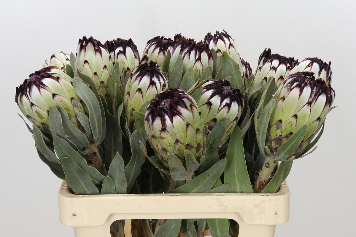 Protea Barb Niobe 60cm