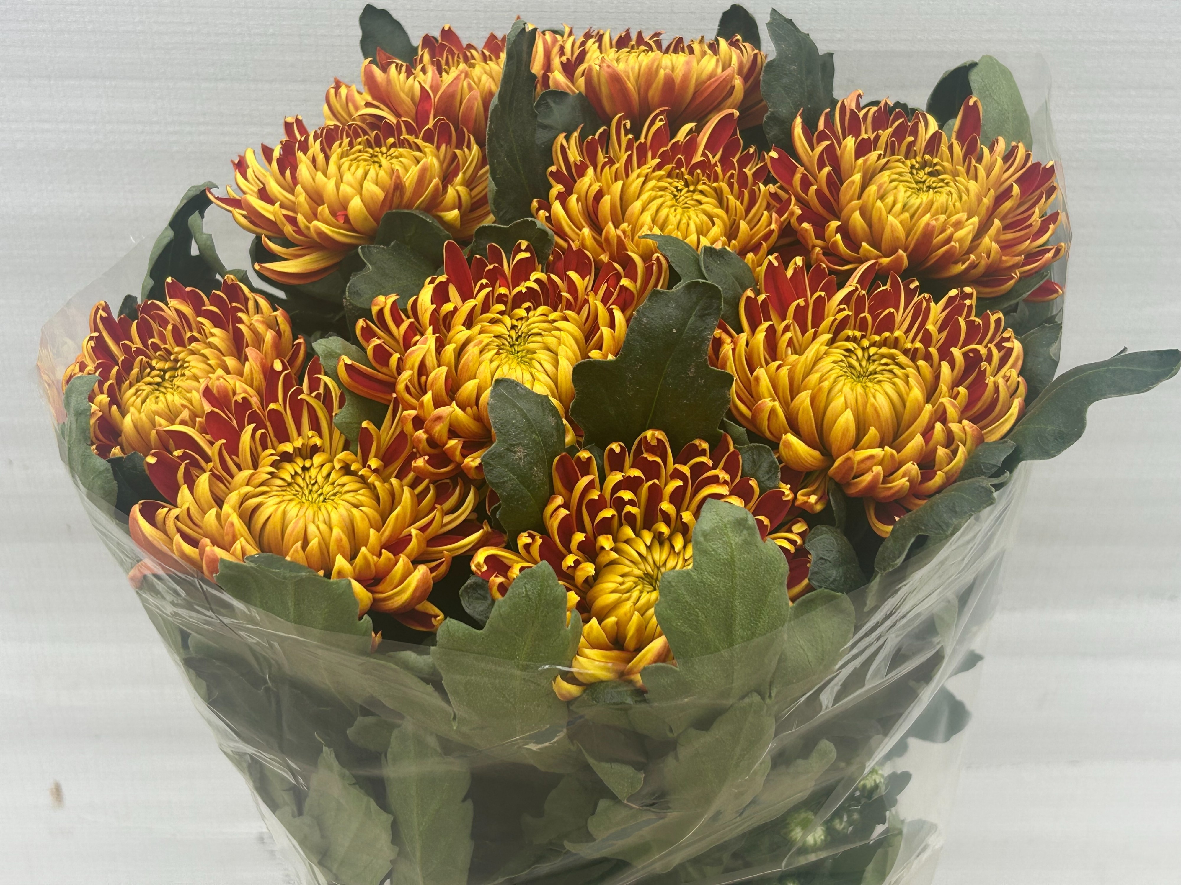 Chrys Single Fuego 80cm 105gram