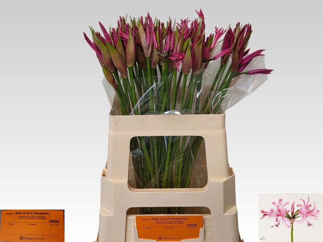 Nerine Favoriet 50cm