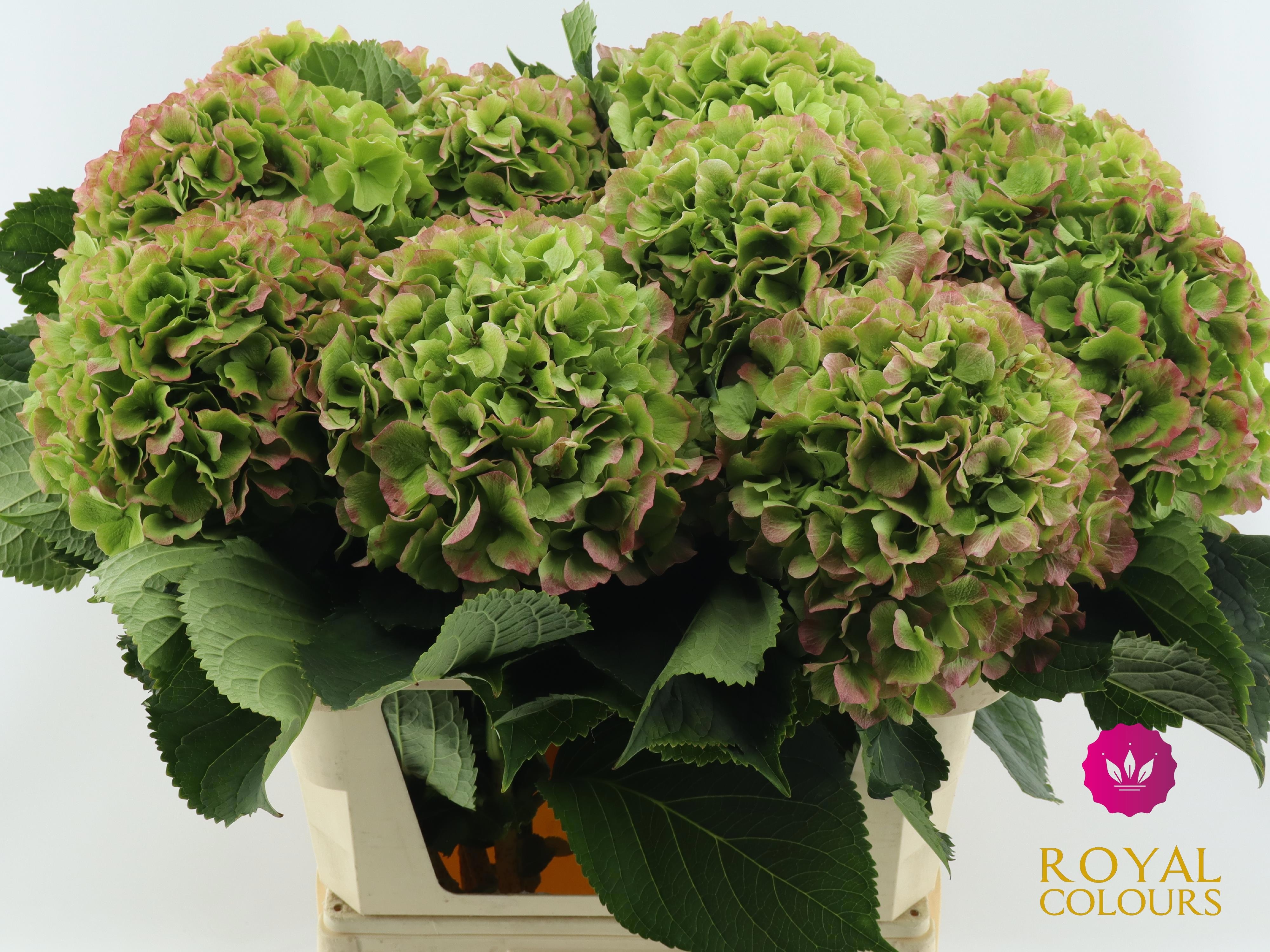 Hydrangea Verena Classic Red Green 80cm 22Ø