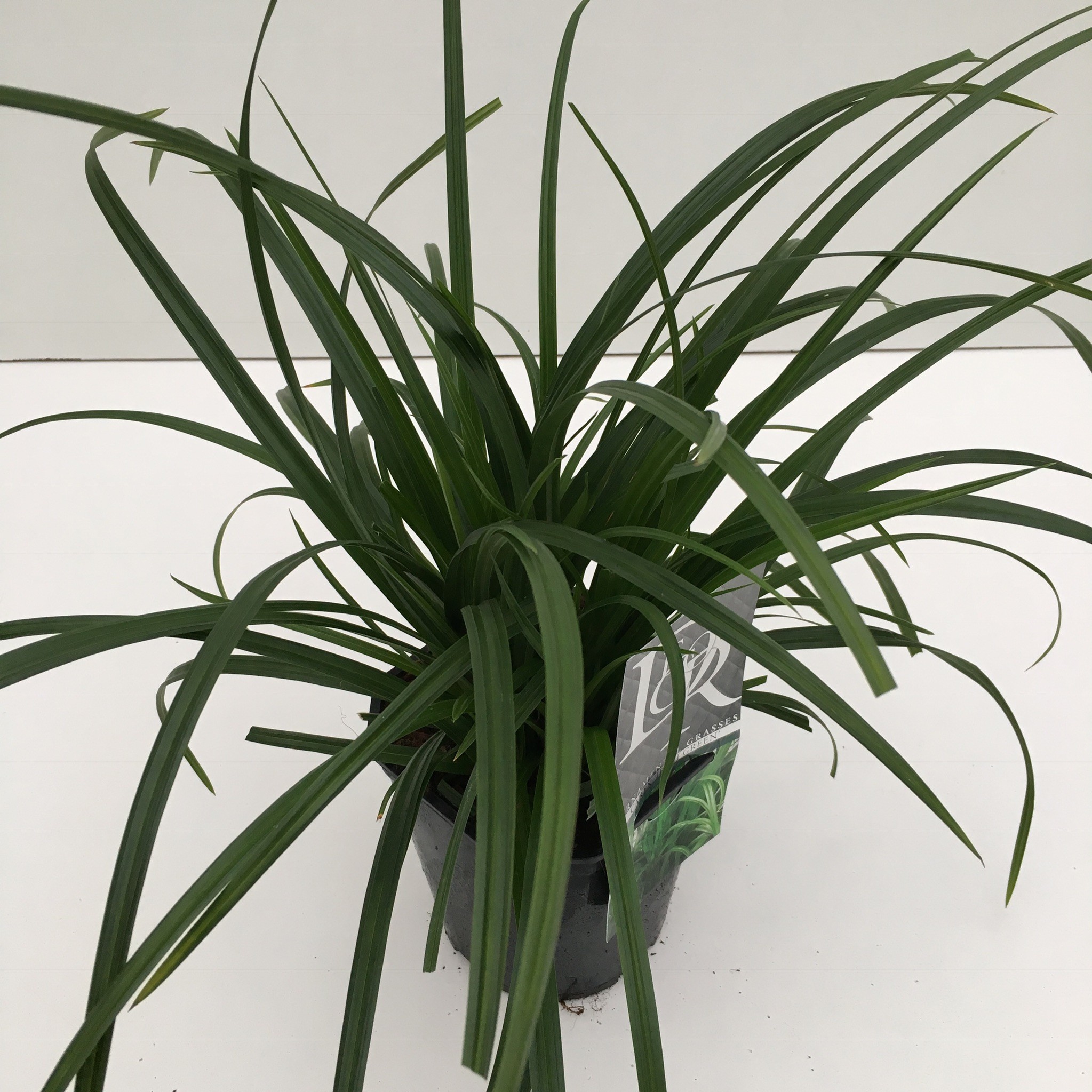 Picture of Carex Irisch Green P17 (2 Ltr) Square