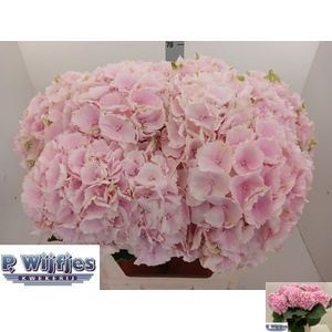 Hydrangea Verena Pink 80cm 19Ø