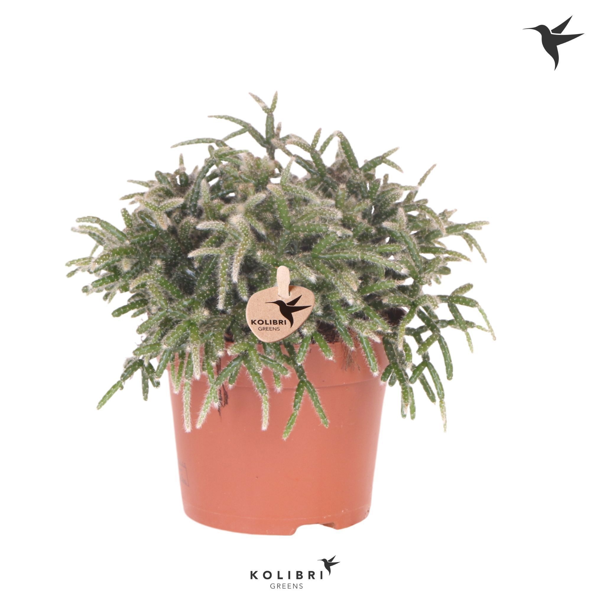 Rhipsalis Kolibri Greens Rhipsalis Pilocarpa