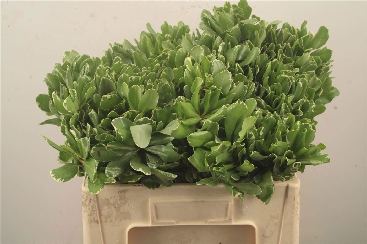 Pittosporum Ilan 50cm