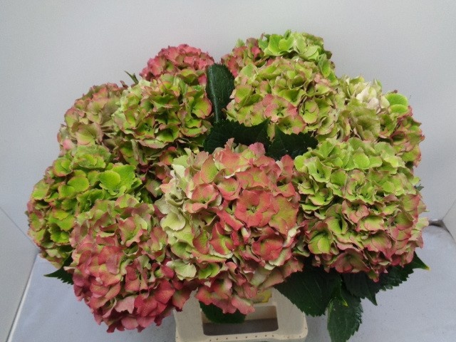 Hydrangea Royal Palace Classic 60cm 17Ø