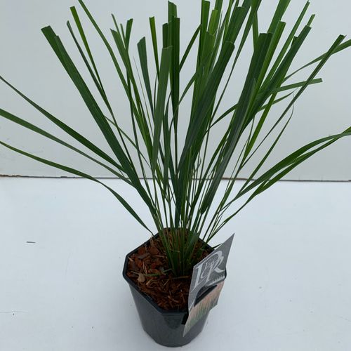 Calamagrostis 'Karl Foester' p17 Cammeraat