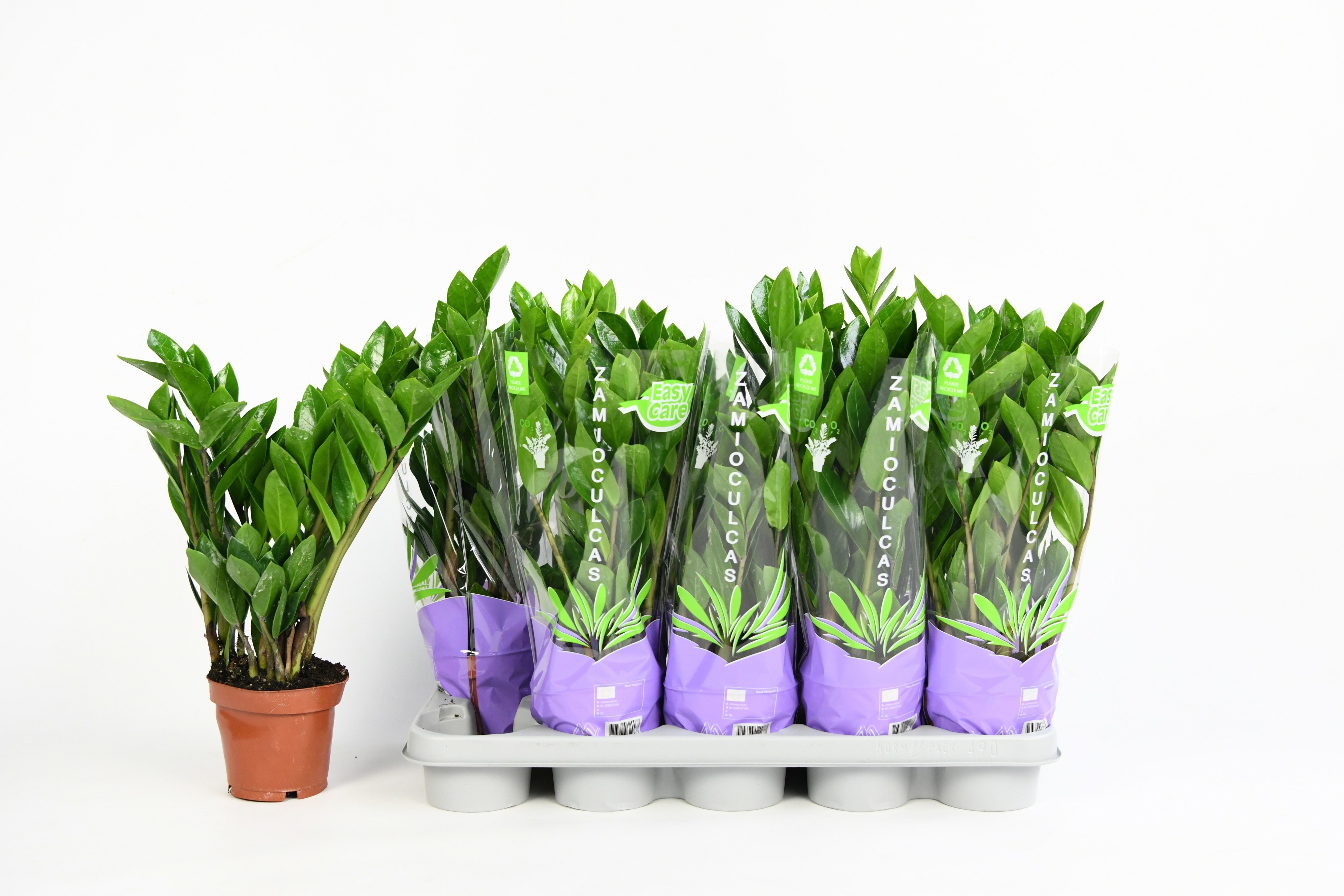 Zamio Zamiifolia 12P 40H 5TAK