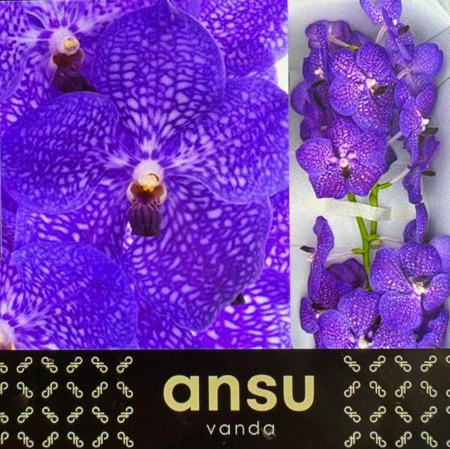 Vanda S Violet Blue