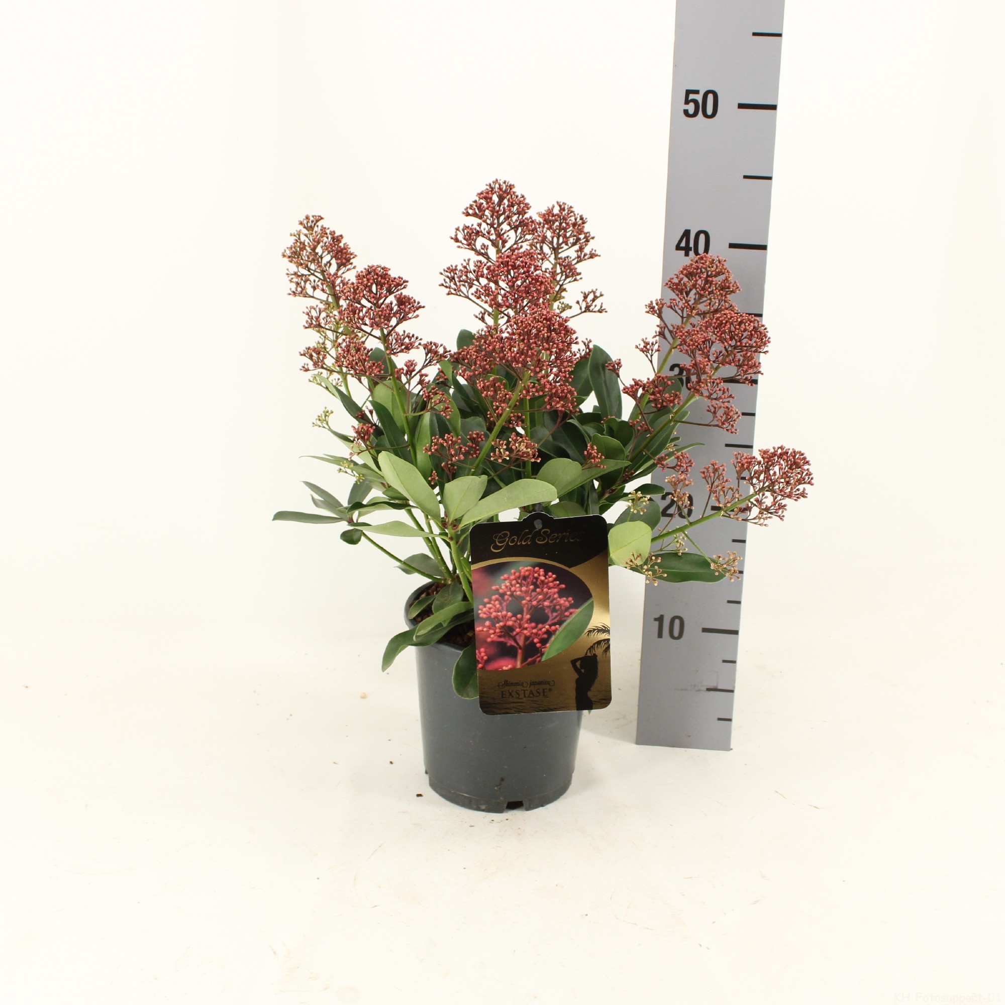 Picture of Skimmia japonica EXSTASE ® P15 35CM