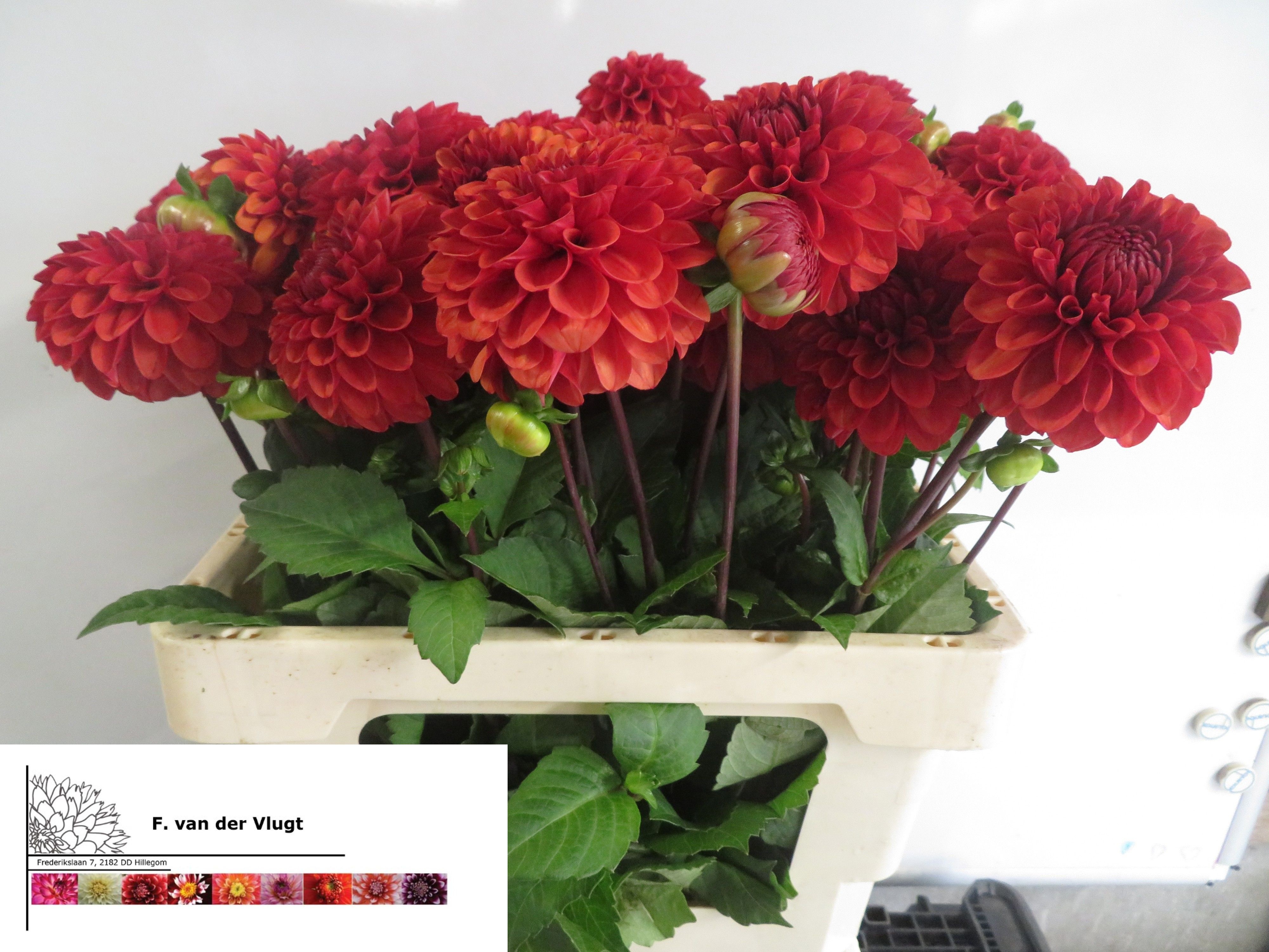 Dahlia Ball Brown Sugar 50cm