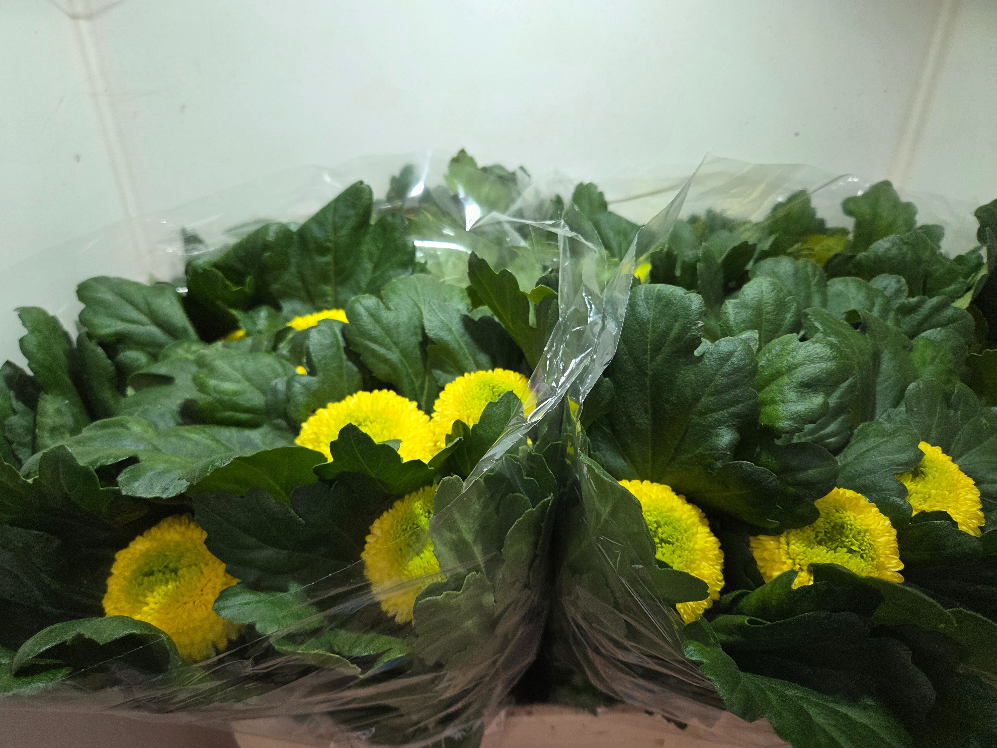 Chrysant Single Golden Ping Po 70cm 80gram