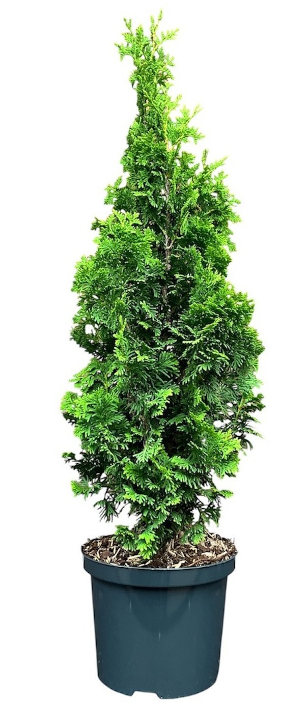 Thuja occ.  'Degroot's Spire'