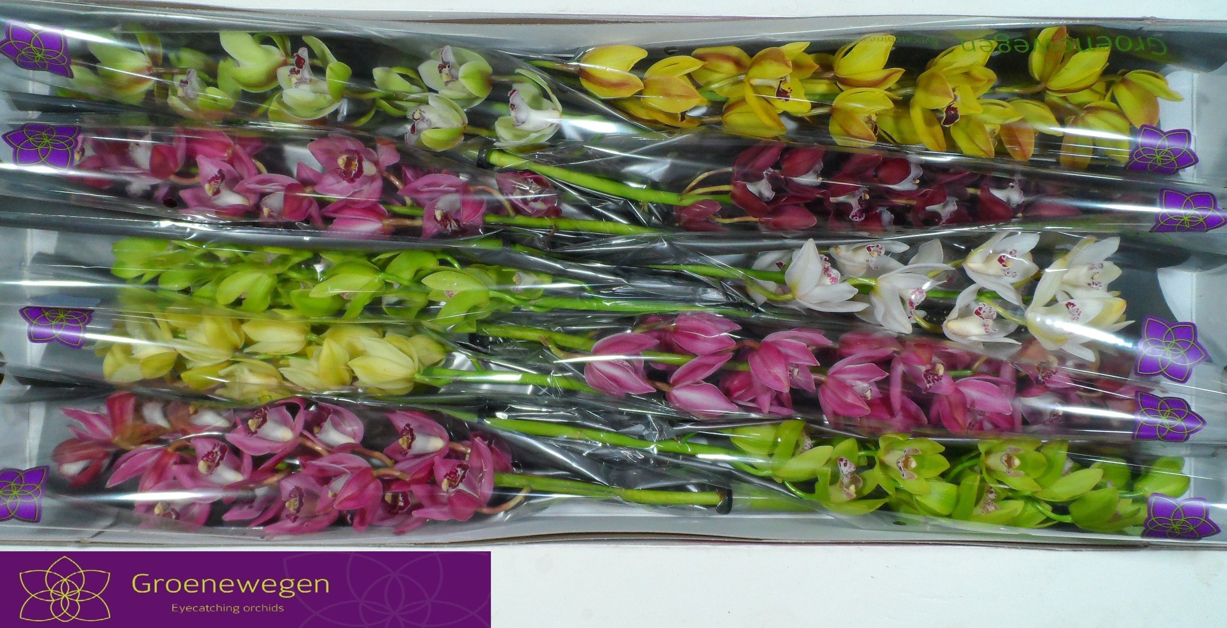 Cymbidium Asst Mini 60cm