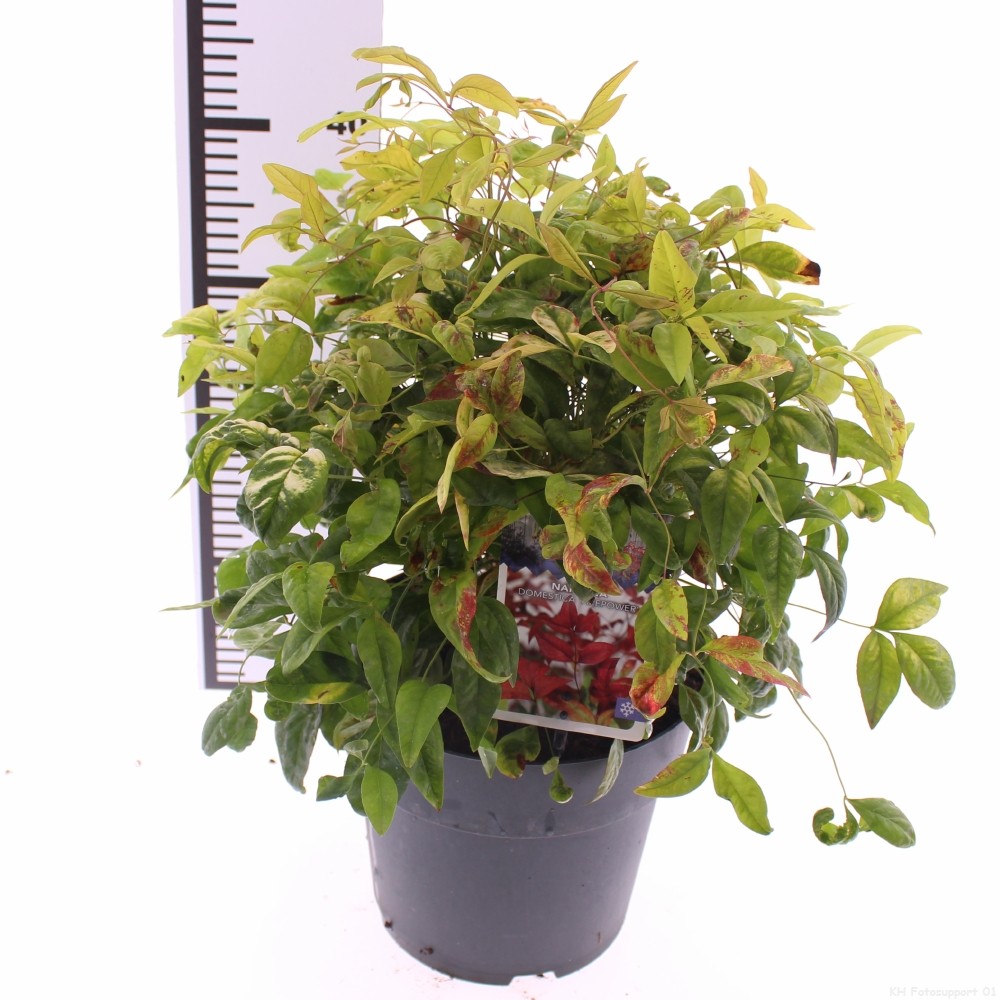 Picture of Nandina domestica 'Firepower'
