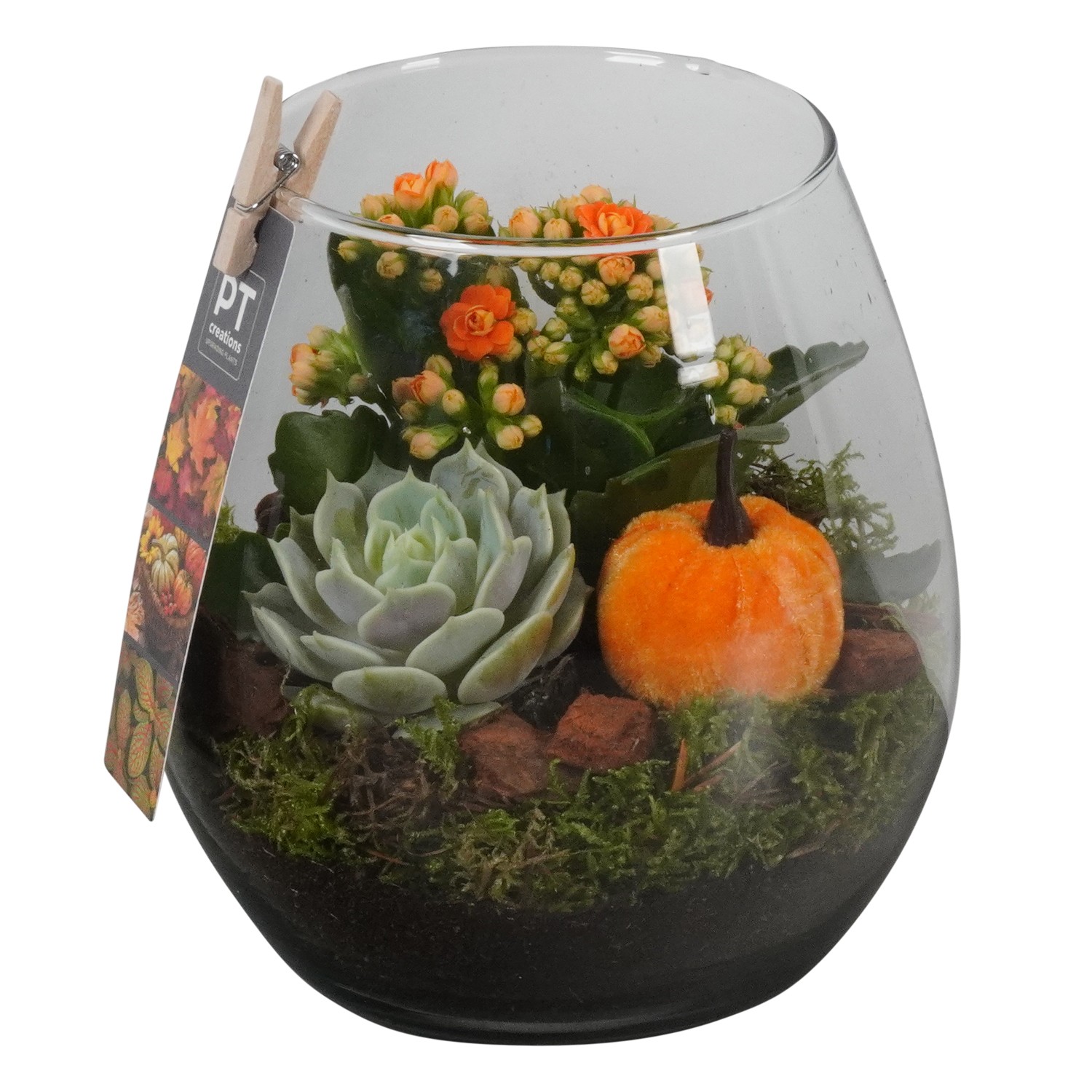 Picture of PTHG1728 Arrangement Autumn in glass vase P15 19CM