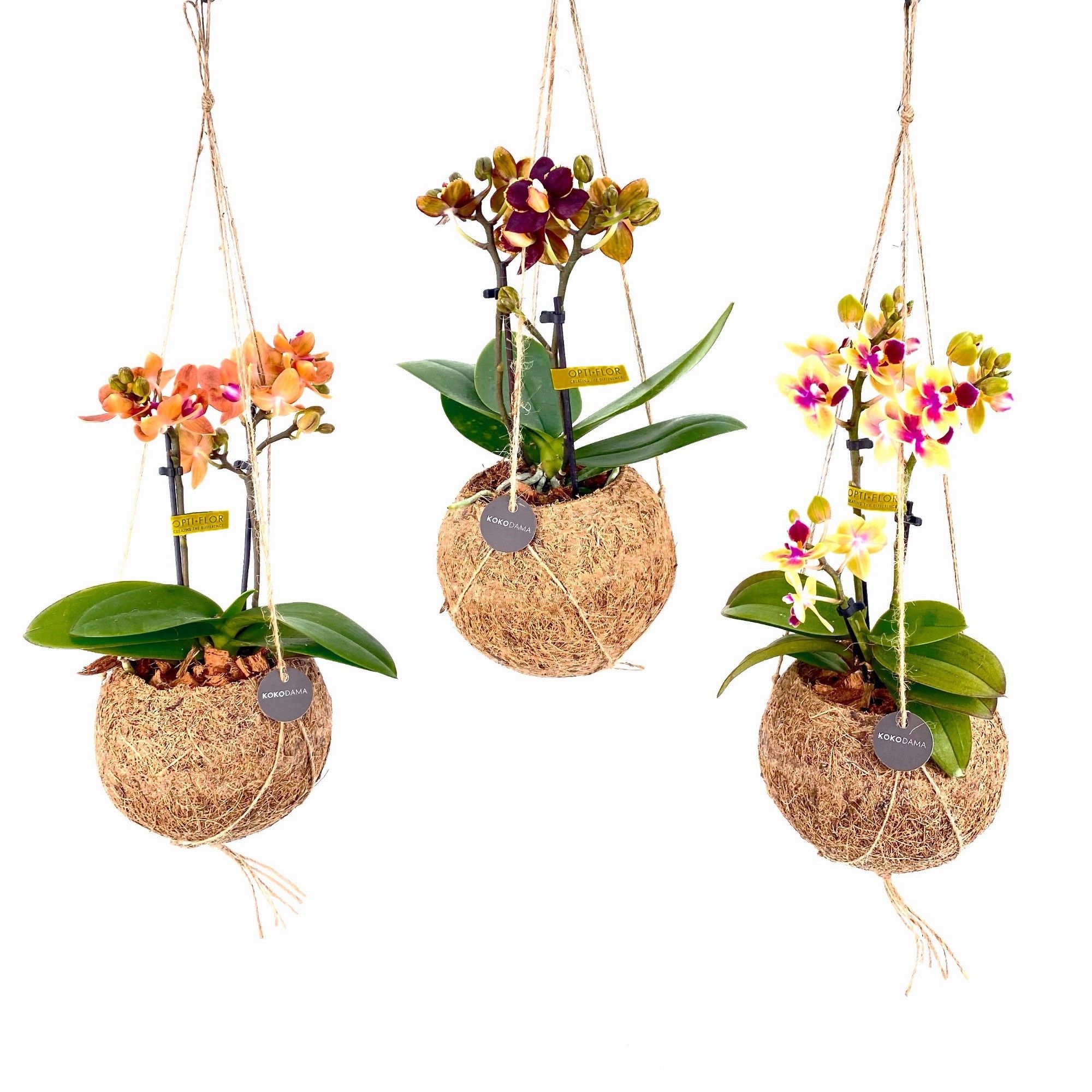 Phal Mini 12Ø 30cm