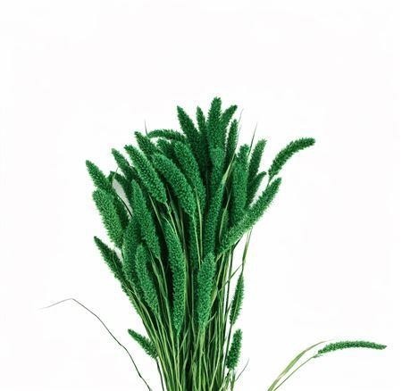 Dried/preserved Flowers Misc 70cm 200gram