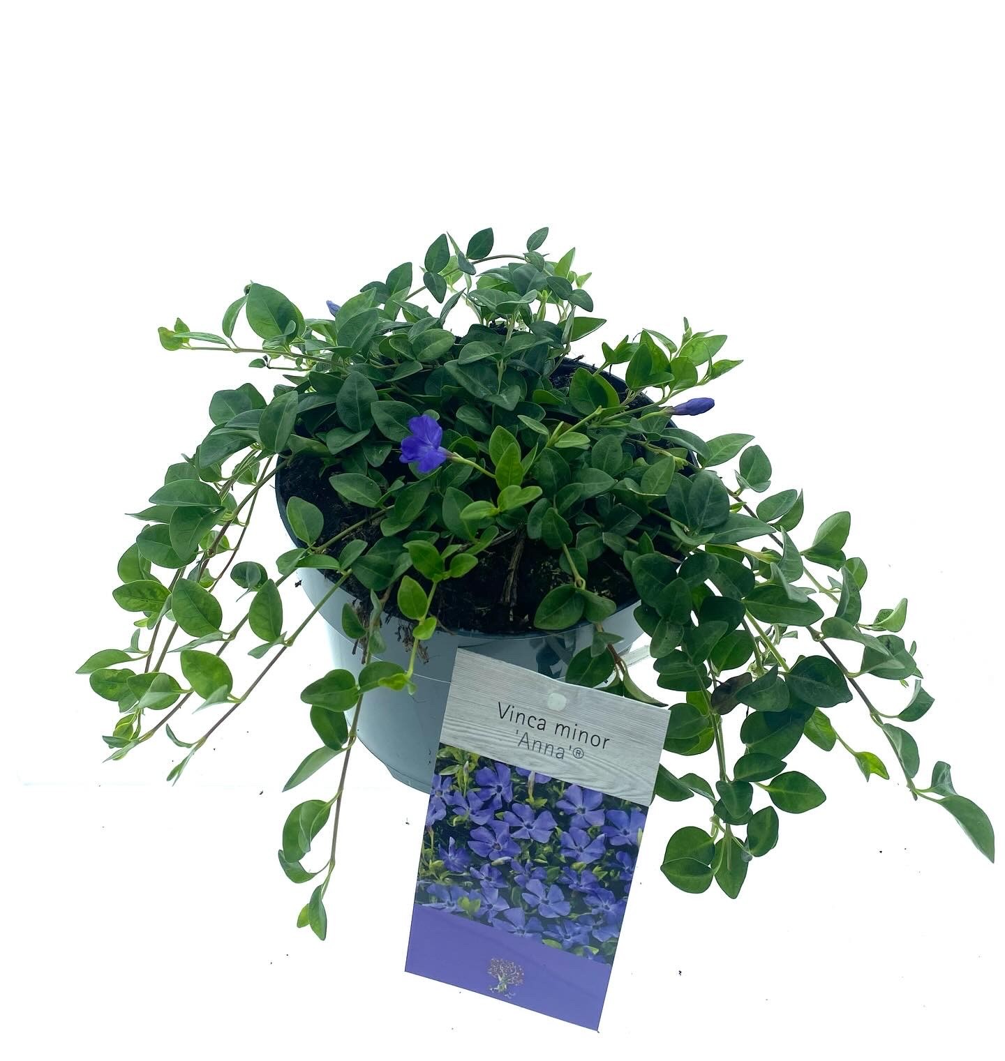 Vinca minor 'Anna'