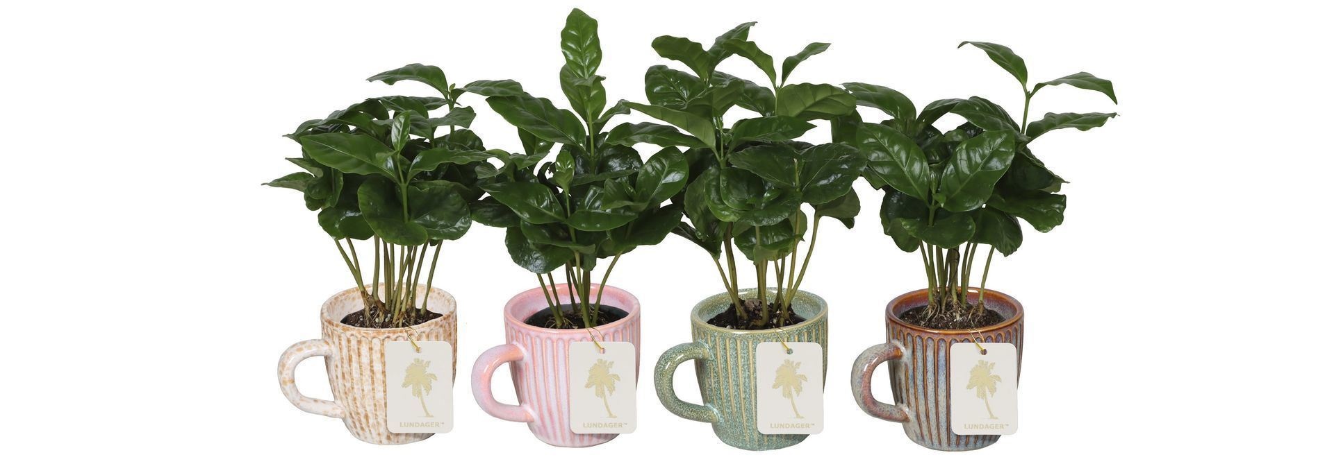 Coffea L 67187 With Coffea Arabica Mix