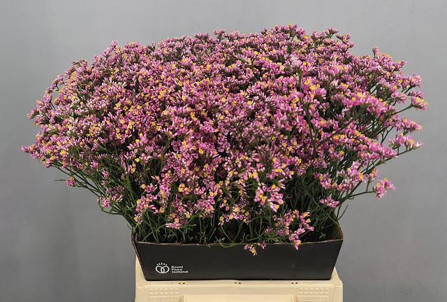Limonium Sin Anouk Diamond 50cm 18gram
