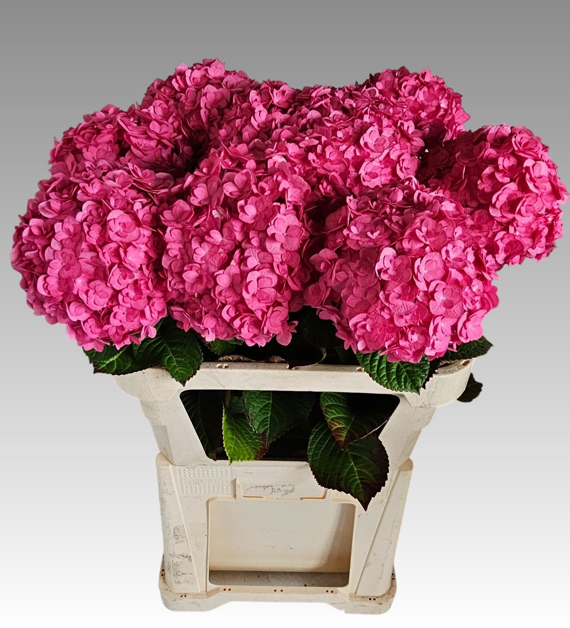 Hydrangea Adora 80cm 19Ø