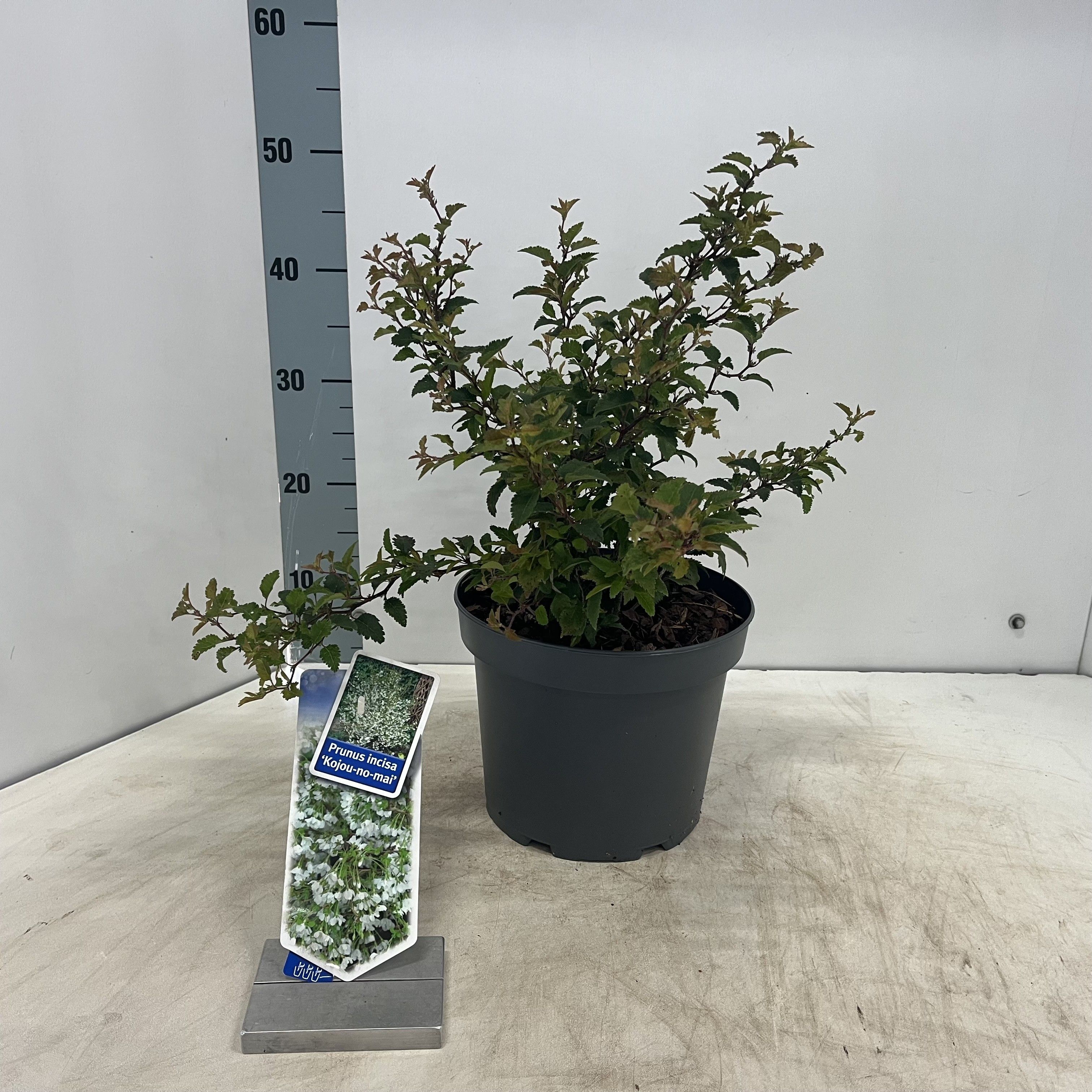 Picture of Prunus incisa 'Kojou-no-mai'