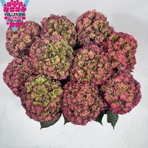 Hydrangea Royal Anastasia Classic 60cm 18Ø