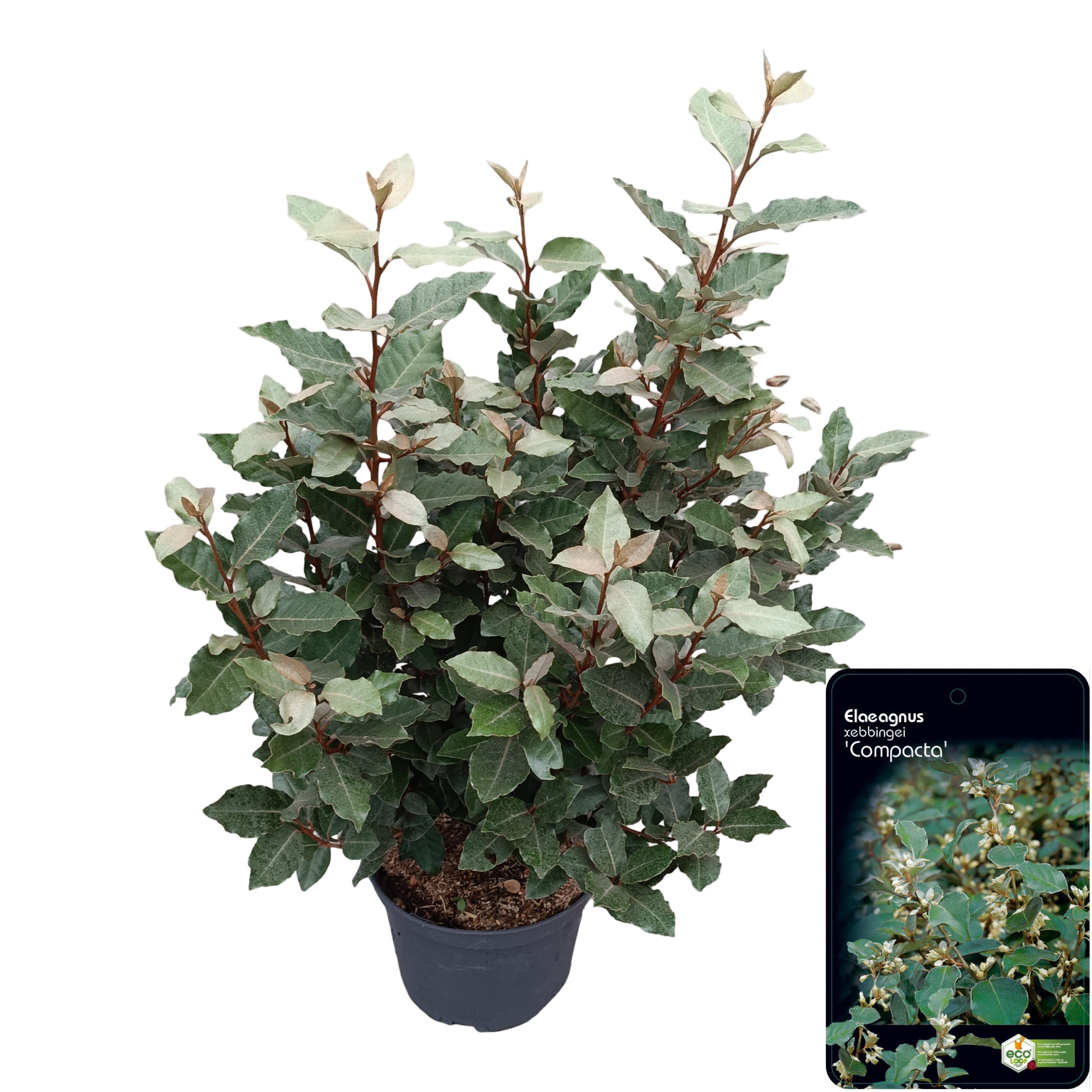 Picture of Elaeagnus ebbingei 'Compacta' C10