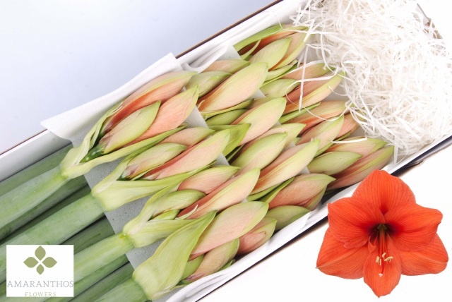 Hippeastrum Desire 4bl