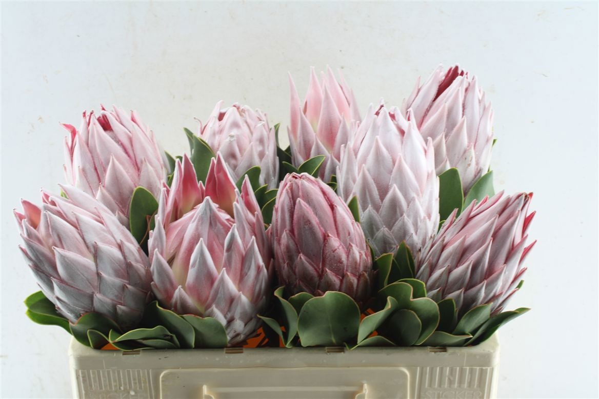 Protea Cynaroides 50cm