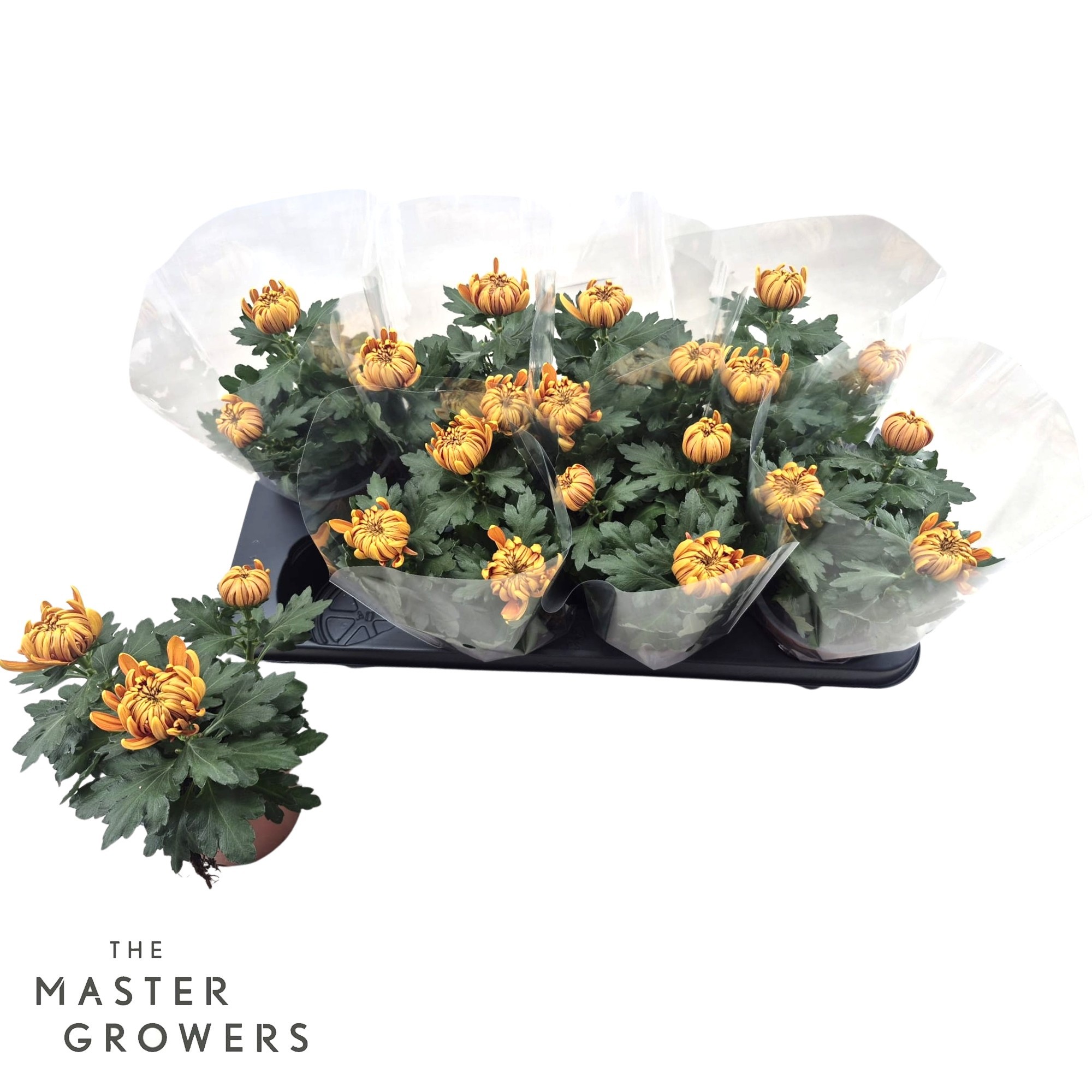 Deco Chrysant Bronze 12cm 3pp