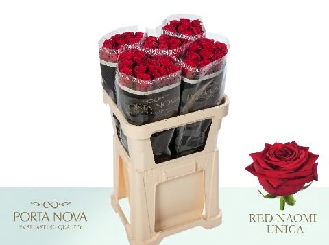 R Gr Red Naomi!