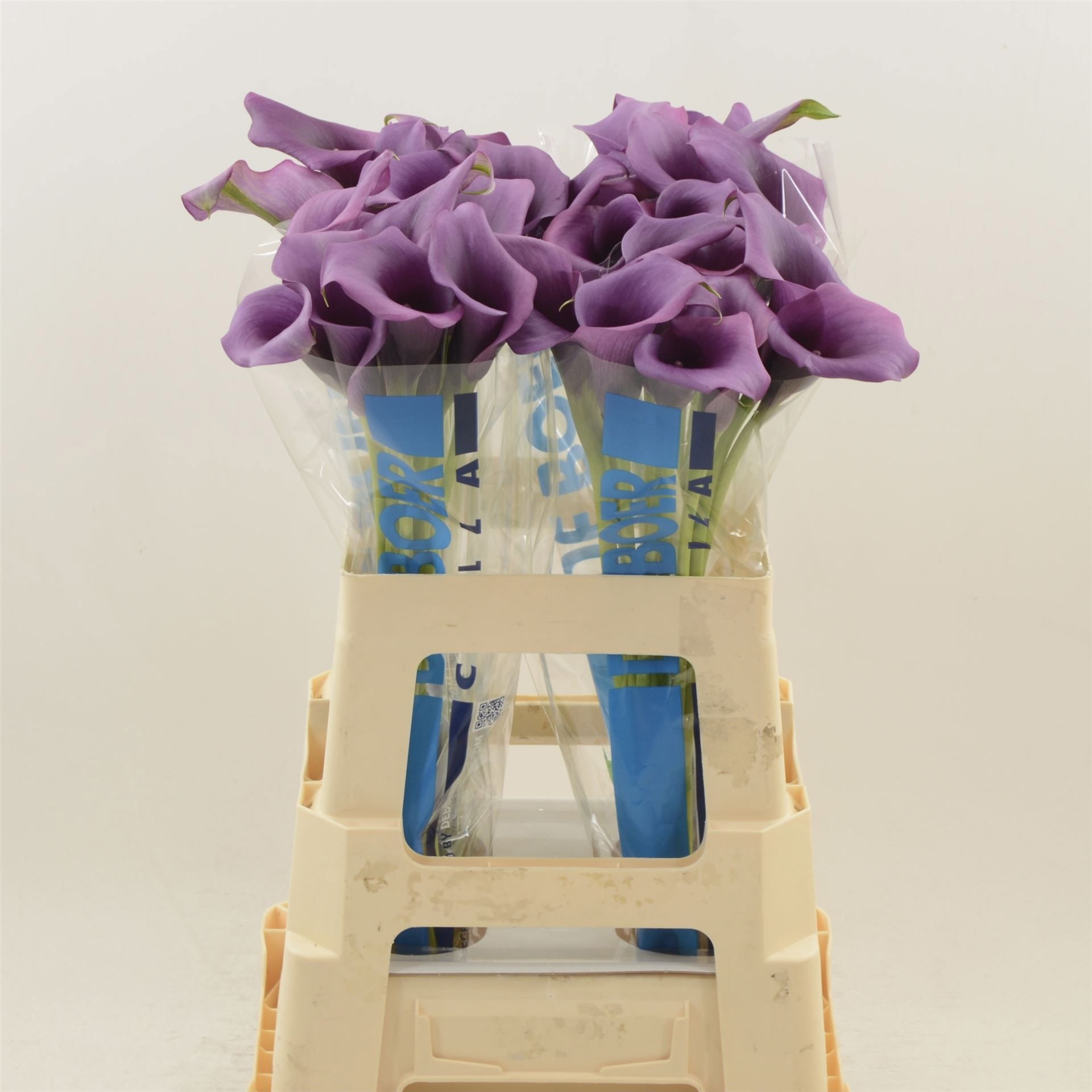 Calla Durban 60cm