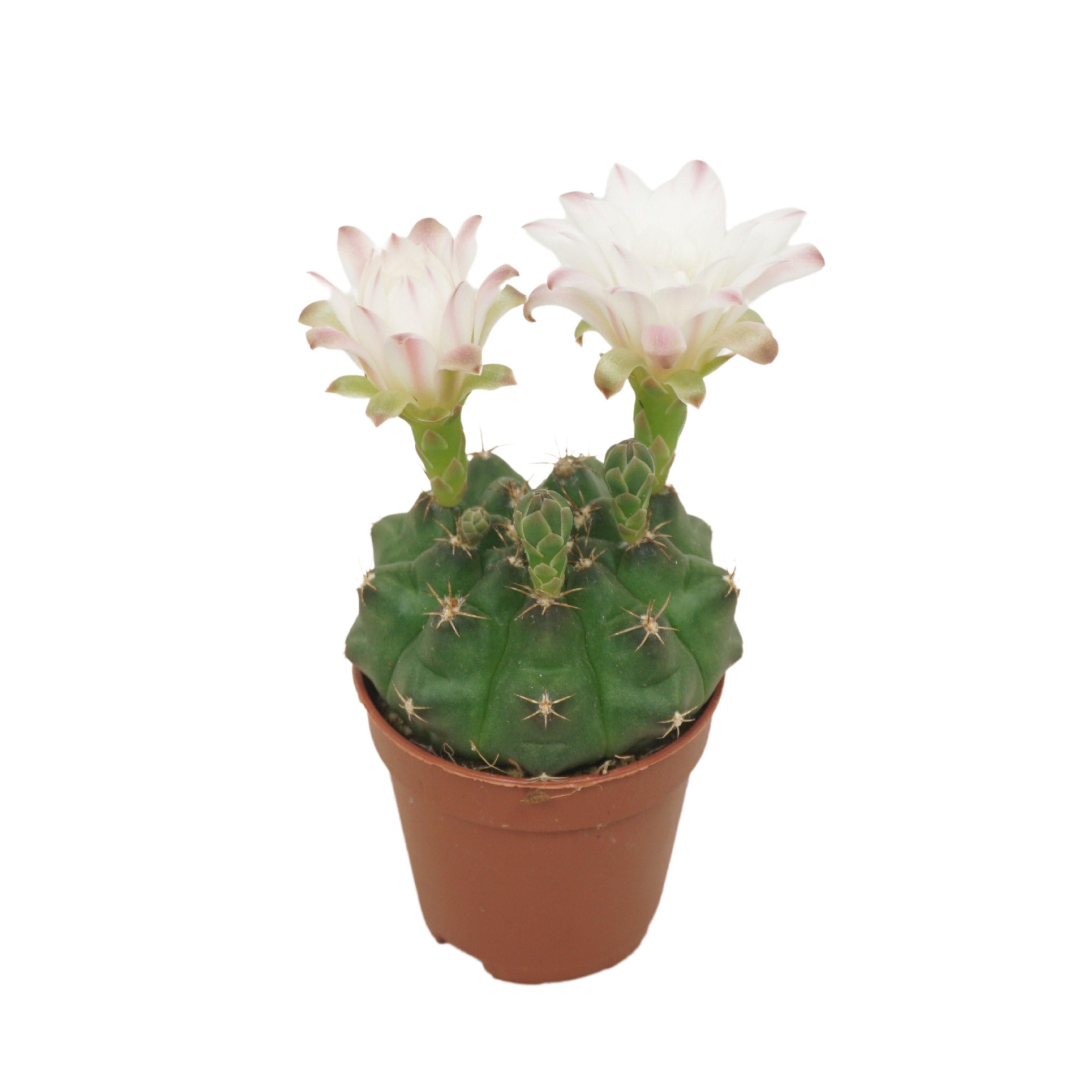 Gymnocalycium mihanovichii Damsii | Hamiplant