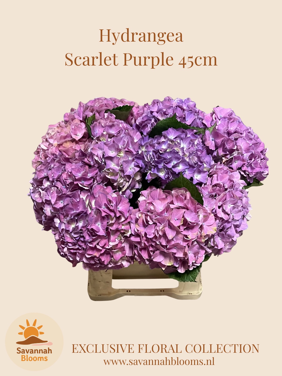 Hydr M Scarlett