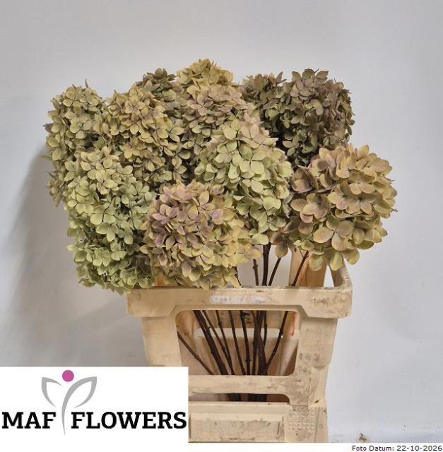 Hydrangea Candle Classic 60cm 12Ø