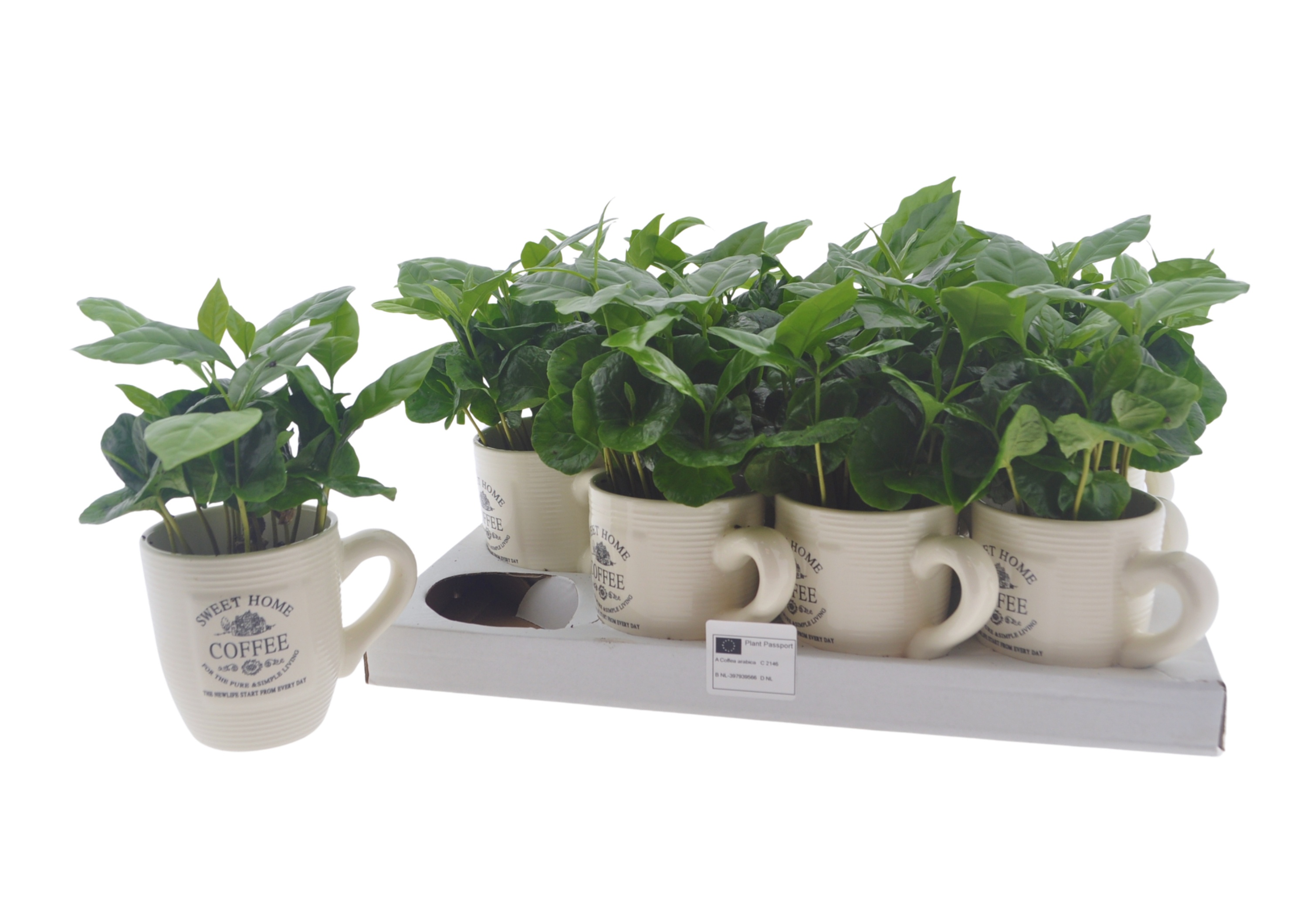Coffea Arabica 9P 15H 10stek