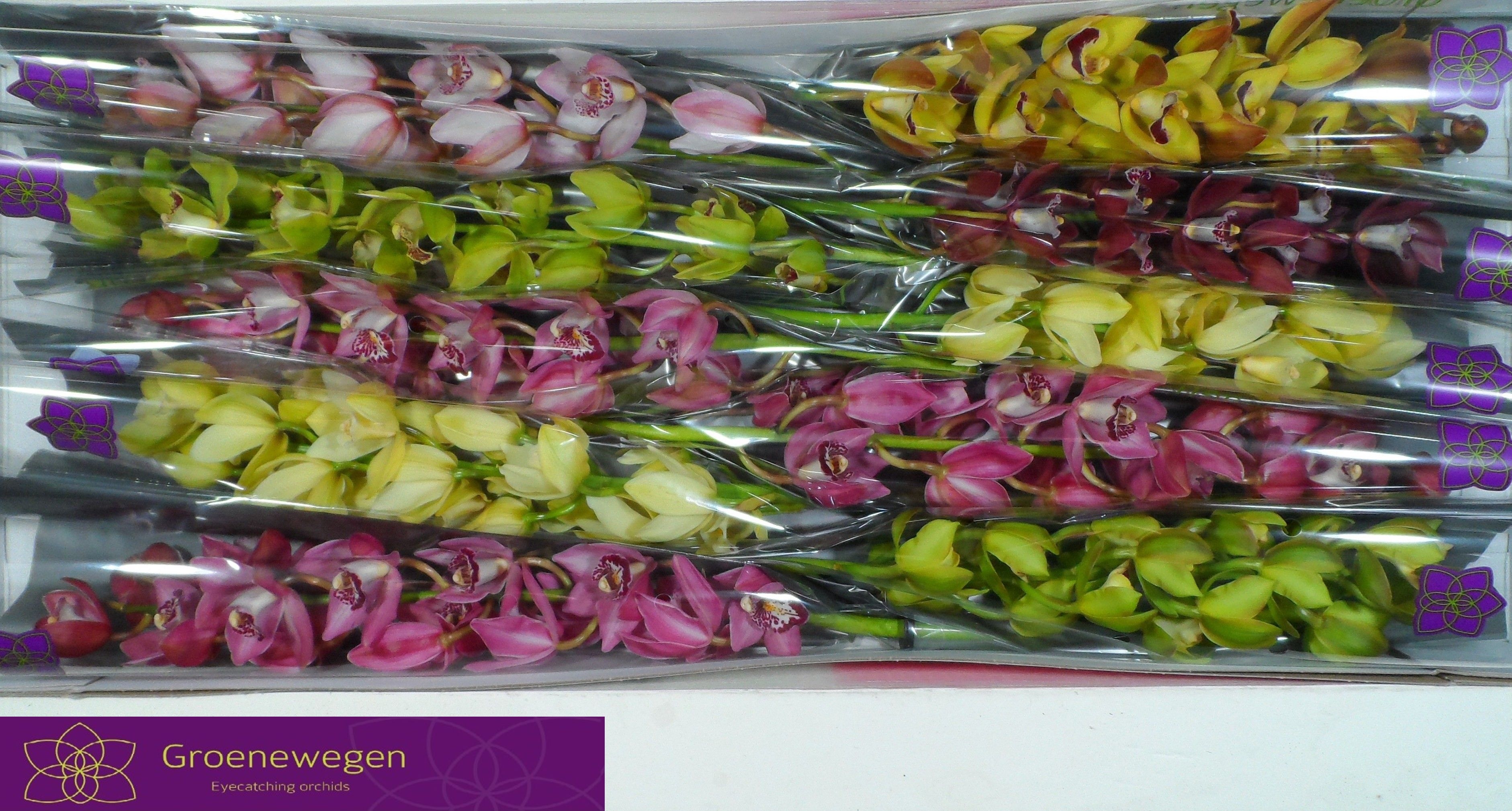 Cymbidium Asst Mini 60cm