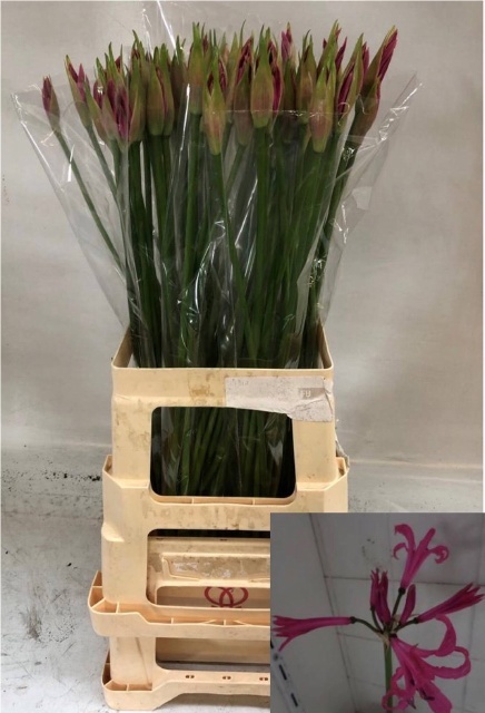 Nerine Favoriet 60cm