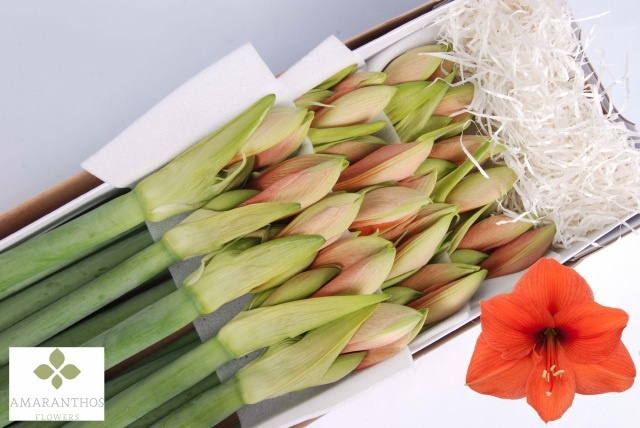 Hippeastrum Desire 4bl