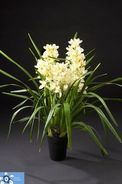 Cymbidium Ov
