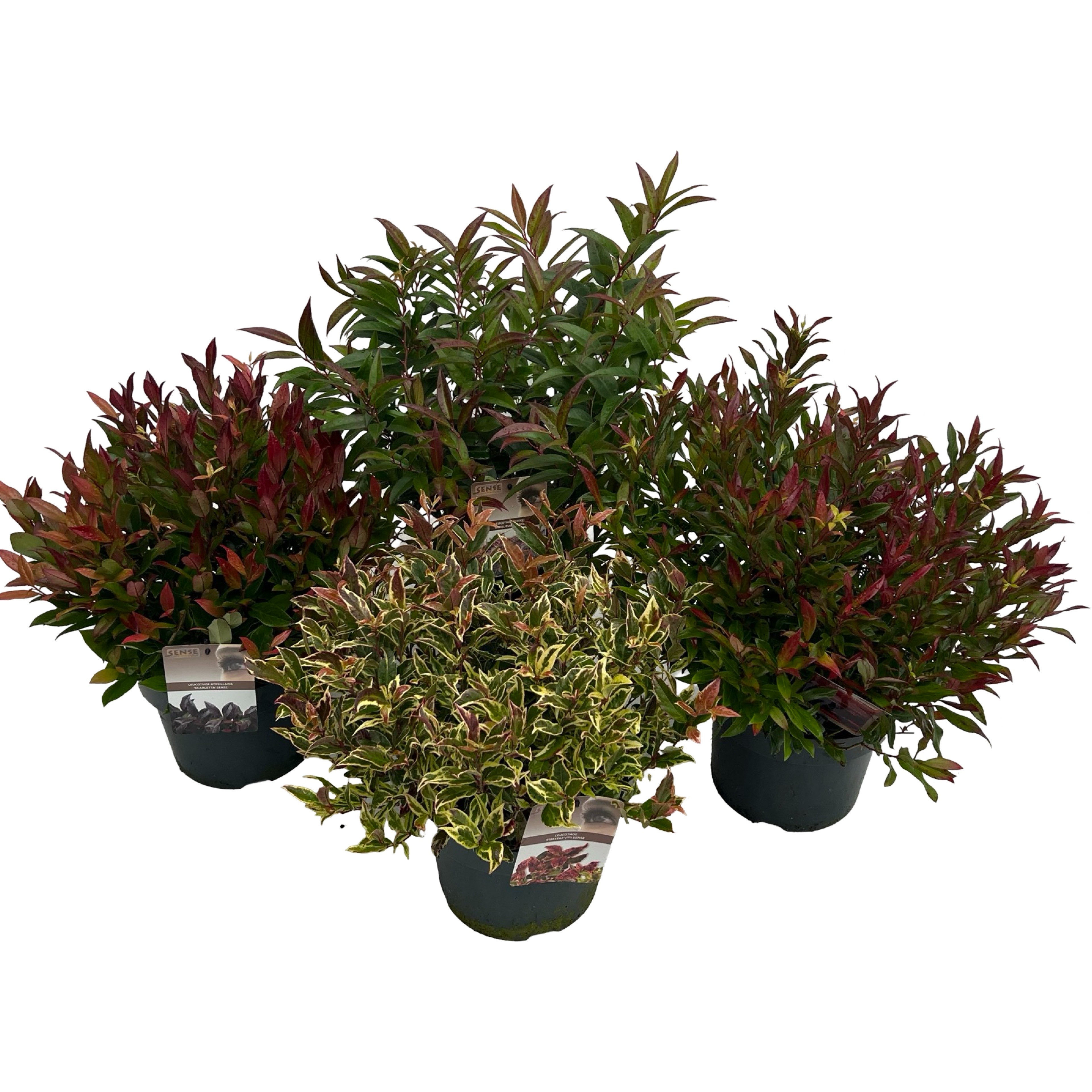 Picture of Leucothoe Mix