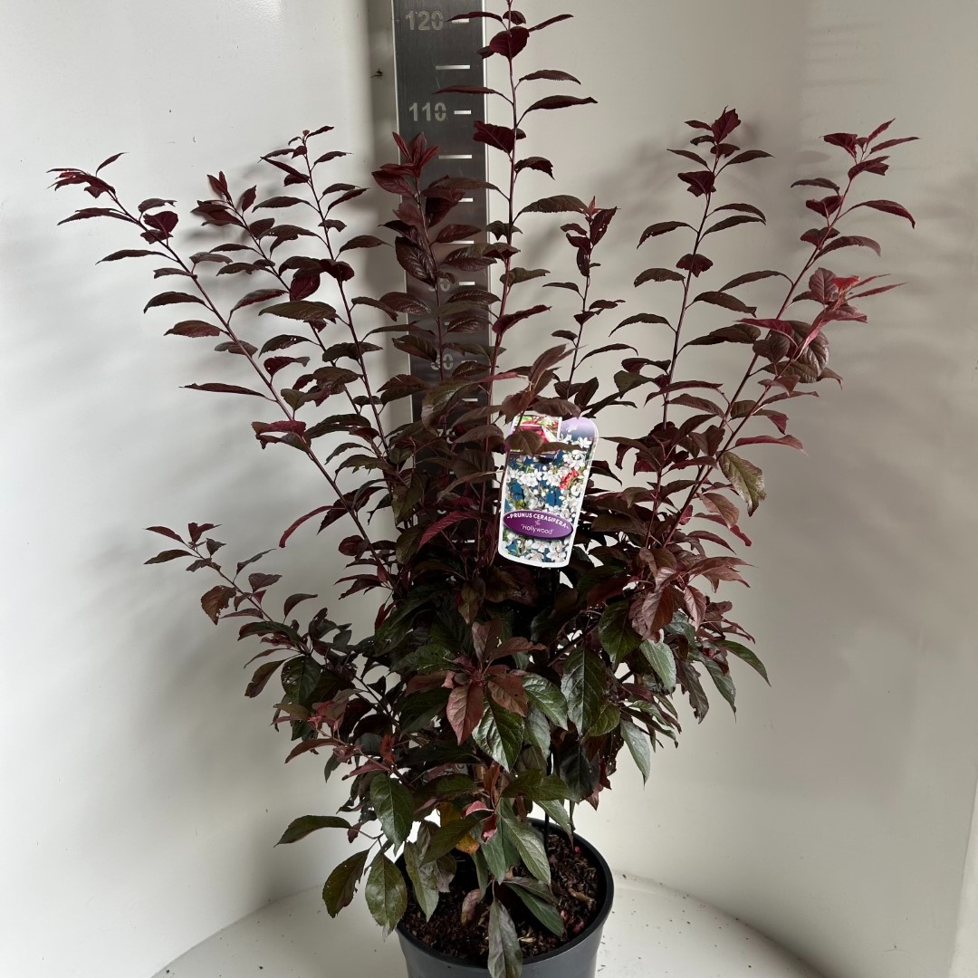 Picture of Prunus cersifera Hollywood P29 (10 Ltr)