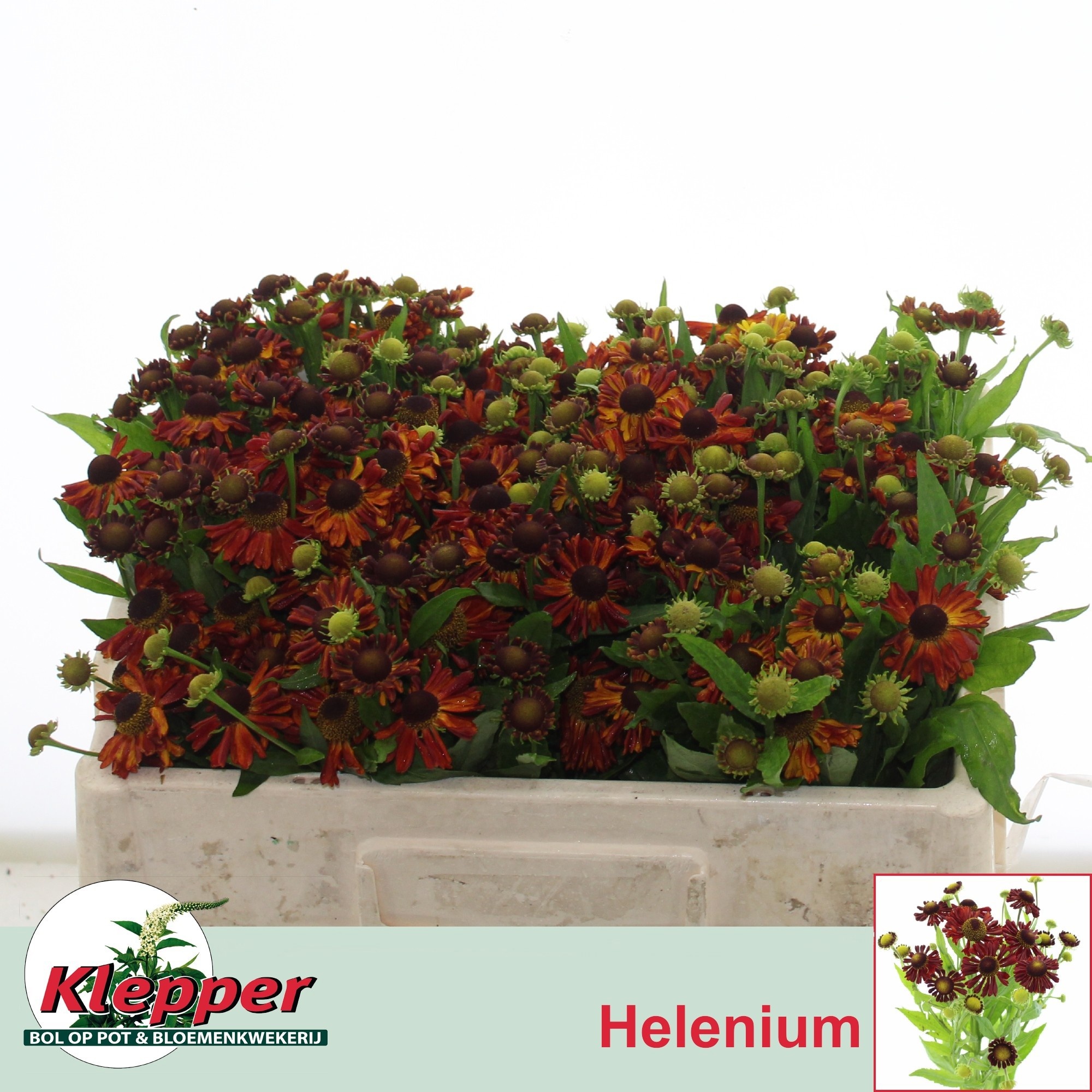 Helen Autumn Fire 45cm