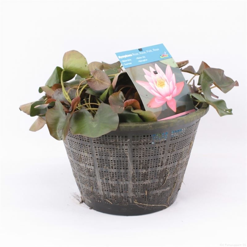 Nymphaea ROZE mand moederplant