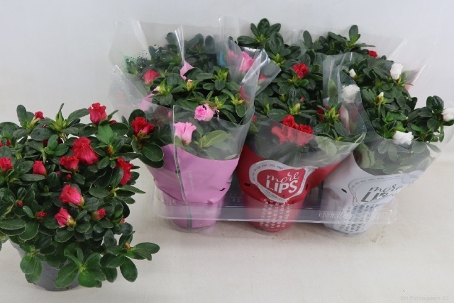 Rhodo Si Vogel Gem 13P 30H 27Ø Cm 12bloei